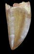 Serrated, Carcharodontosaurus Tooth #37430-1